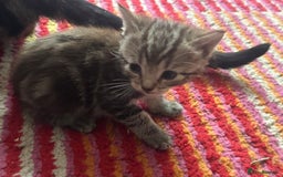 Domestic Shorthair cats for sale: Domestic short haired cat  - Image 11