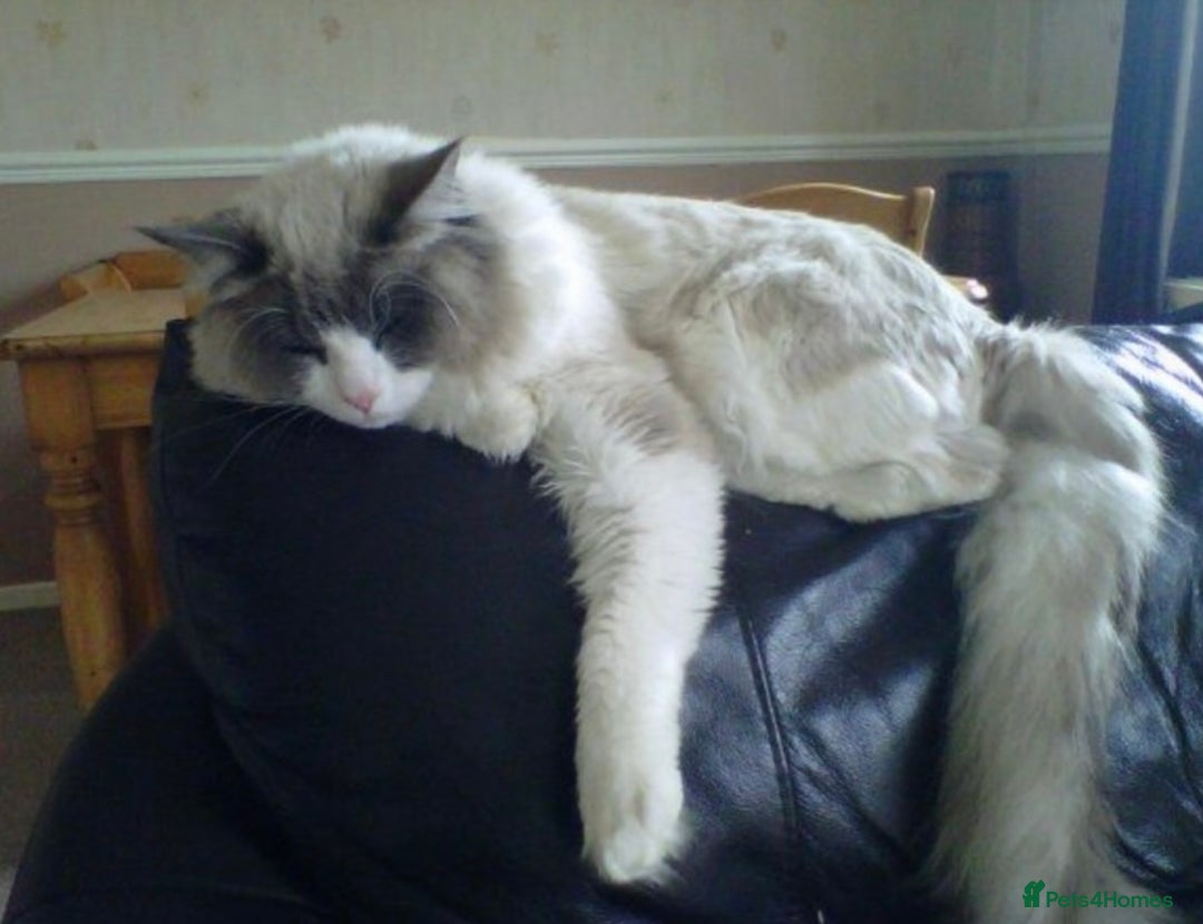 Ragdoll cats for sale: Ragdoll Cross Maine Coon Kitten  - Image 12