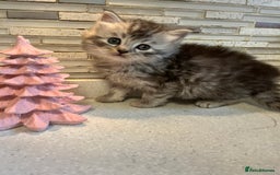 Maine Coon cats for sale: 3/4 Maine coon kittens - Image 2