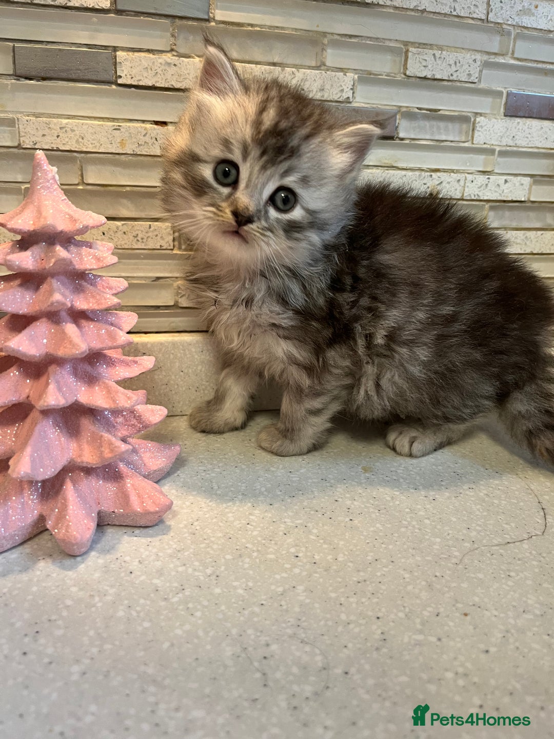 Maine Coon cats for sale: 3/4 Maine coon kittens - Image 2