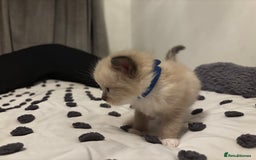 Ragdoll cats for sale: Ragdoll kittens  - Image 18