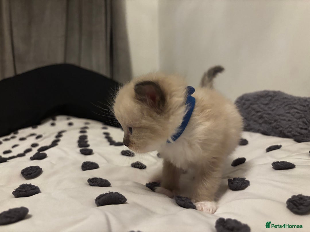 Ragdoll cats for sale: Ragdoll kittens  - Image 18