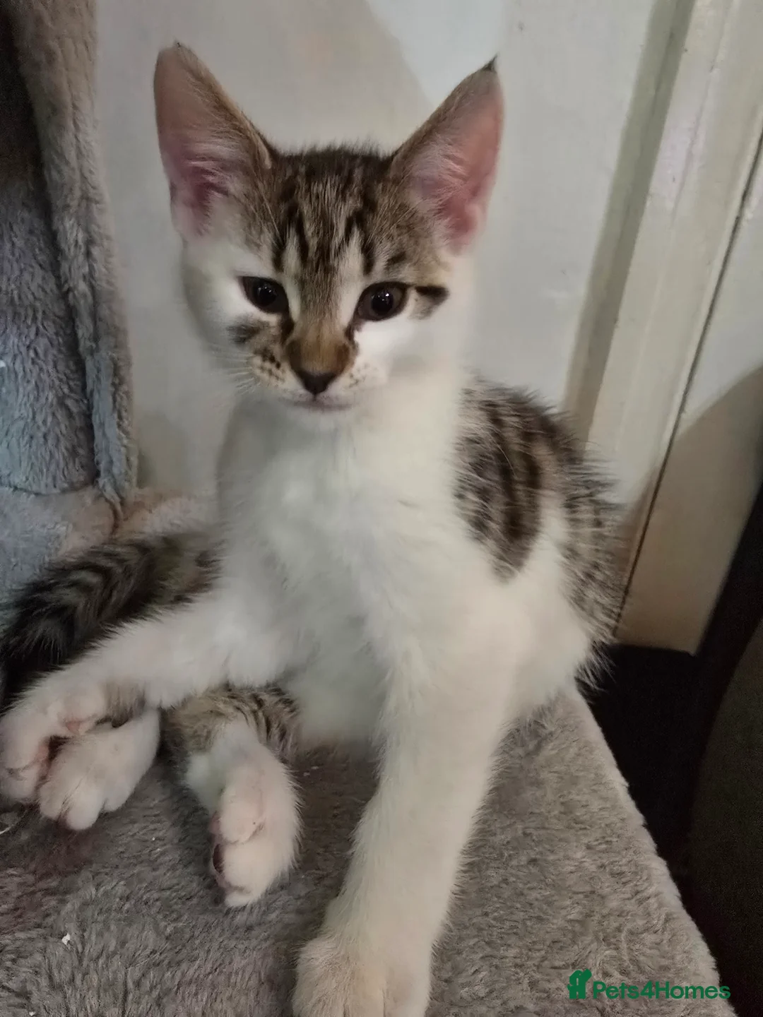 Maine Coon cats for sale: 7 beautiful Maine Coon X - Advert 5