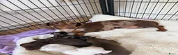 Miniature Dachshund dogs for sale: BEAUTIFUL K.C REGISTERED MINIATURE DACHSHUNDS  - Advert 9