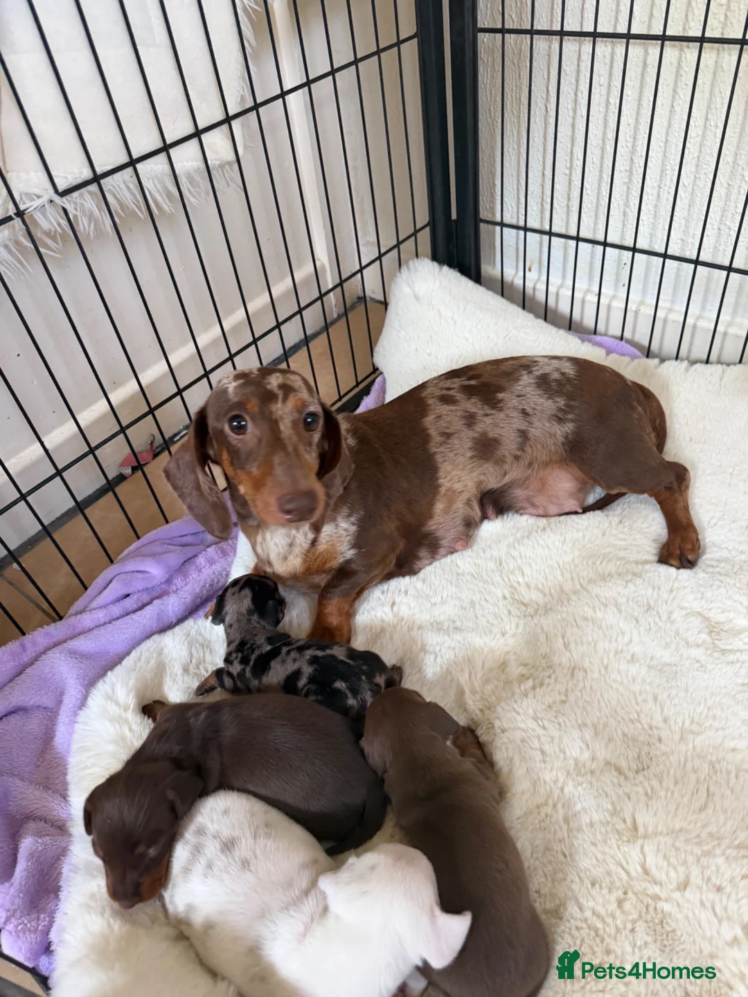 Miniature Dachshund dogs for sale: BEAUTIFUL K.C REGISTERED MINIATURE DACHSHUNDS  - Advert 9