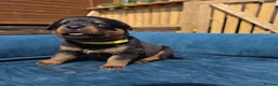Rottweiler dogs for sale: 🐾 KC Rottweiler Puppies– Family Raised – 27th Jun in Knaresborough - Advert 3