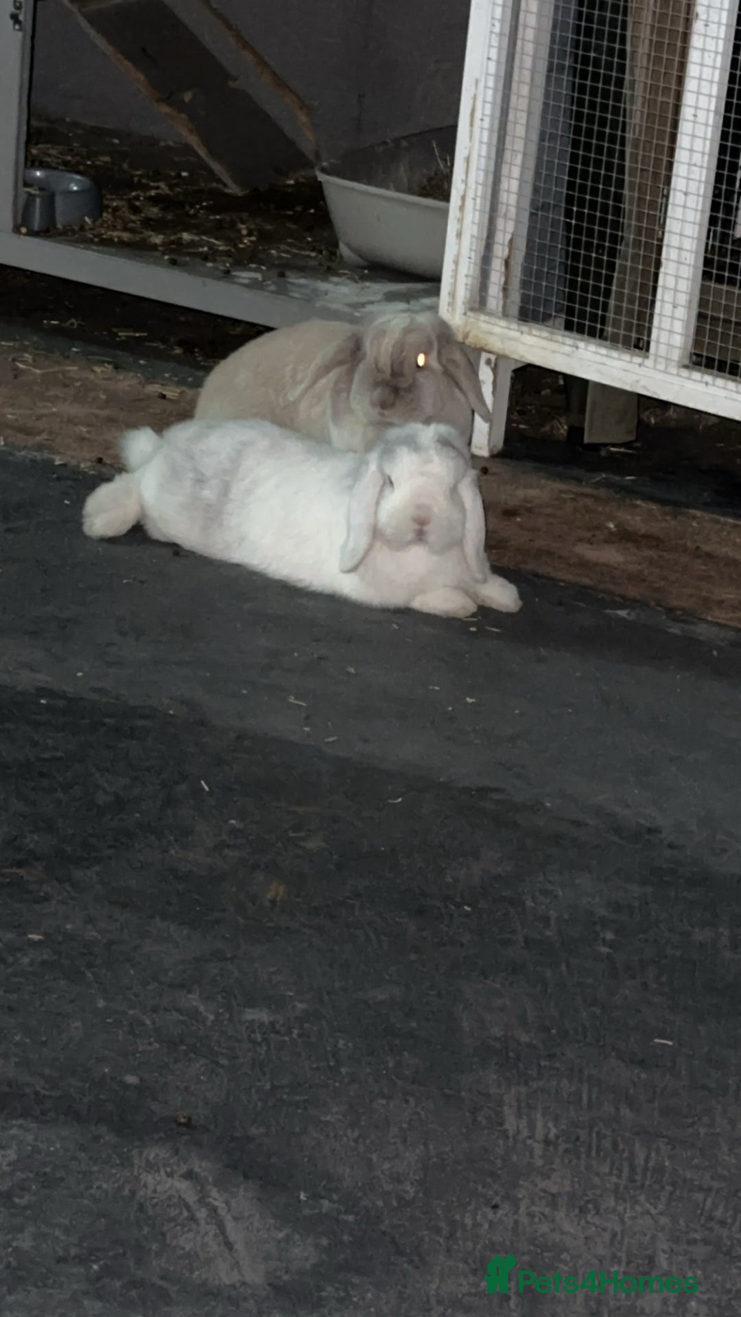 Mini Lop rabbits for sale: Bonded pair of rabbits - NEUTERED MALE  - Image 3