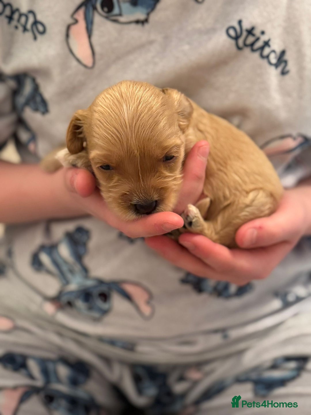 Cockapoo dogs for sale: F2 cockapoo puppies! - Advert 2