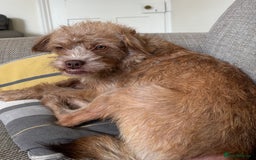 Mixed Breed dogs for sale: Lovely Bossipoo - Advert 4