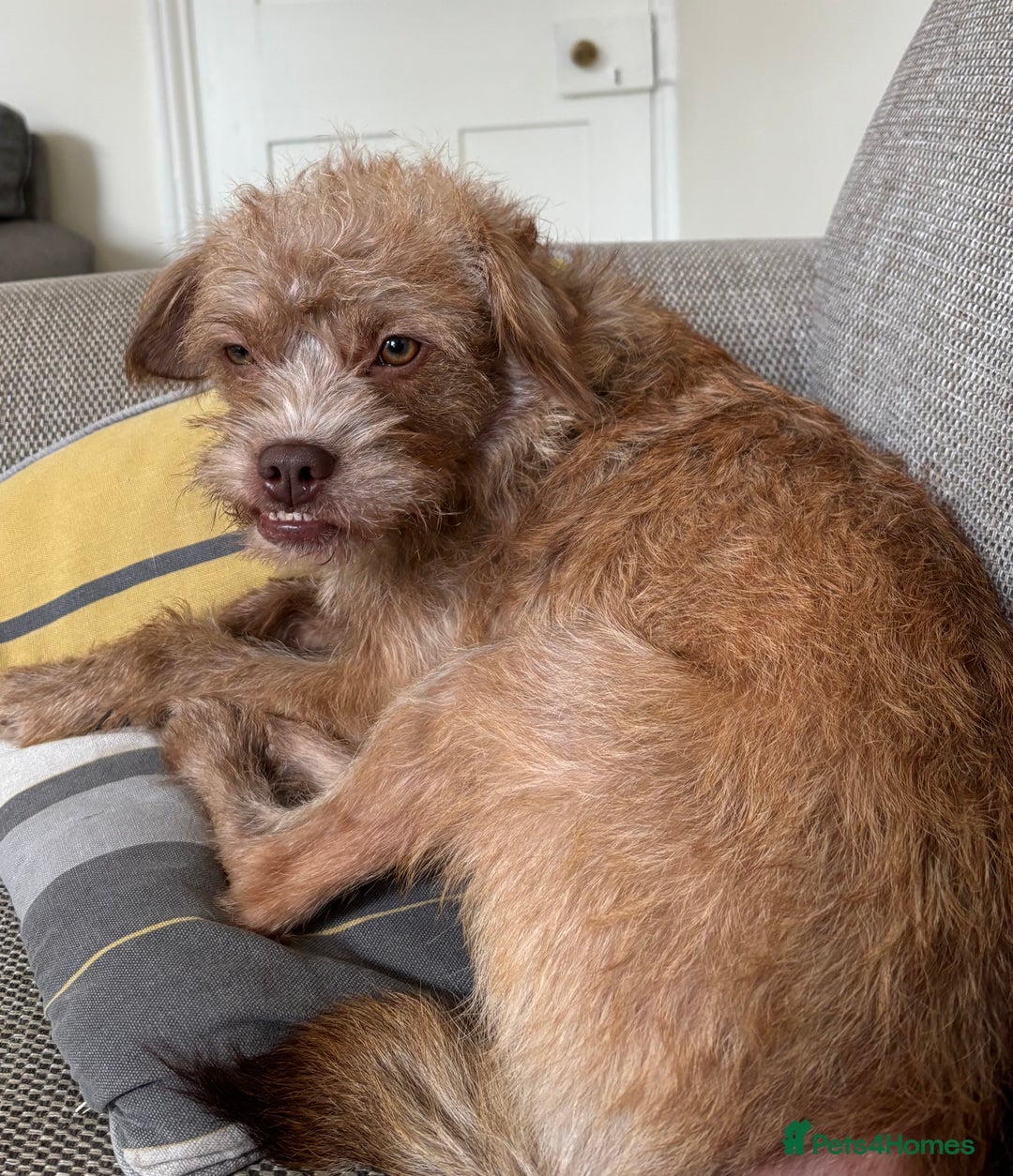 Mixed Breed dogs for sale: Lovely Bossipoo - Advert 4