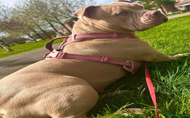 Mixed Breed dogs - Advert 4