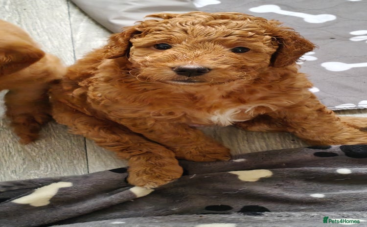 Mixed Breed dogs - Advert 4