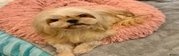 Mixed Breed dogs for sale: ADORABLE SHIH TZU/CHIHUAHUA - Advert 10