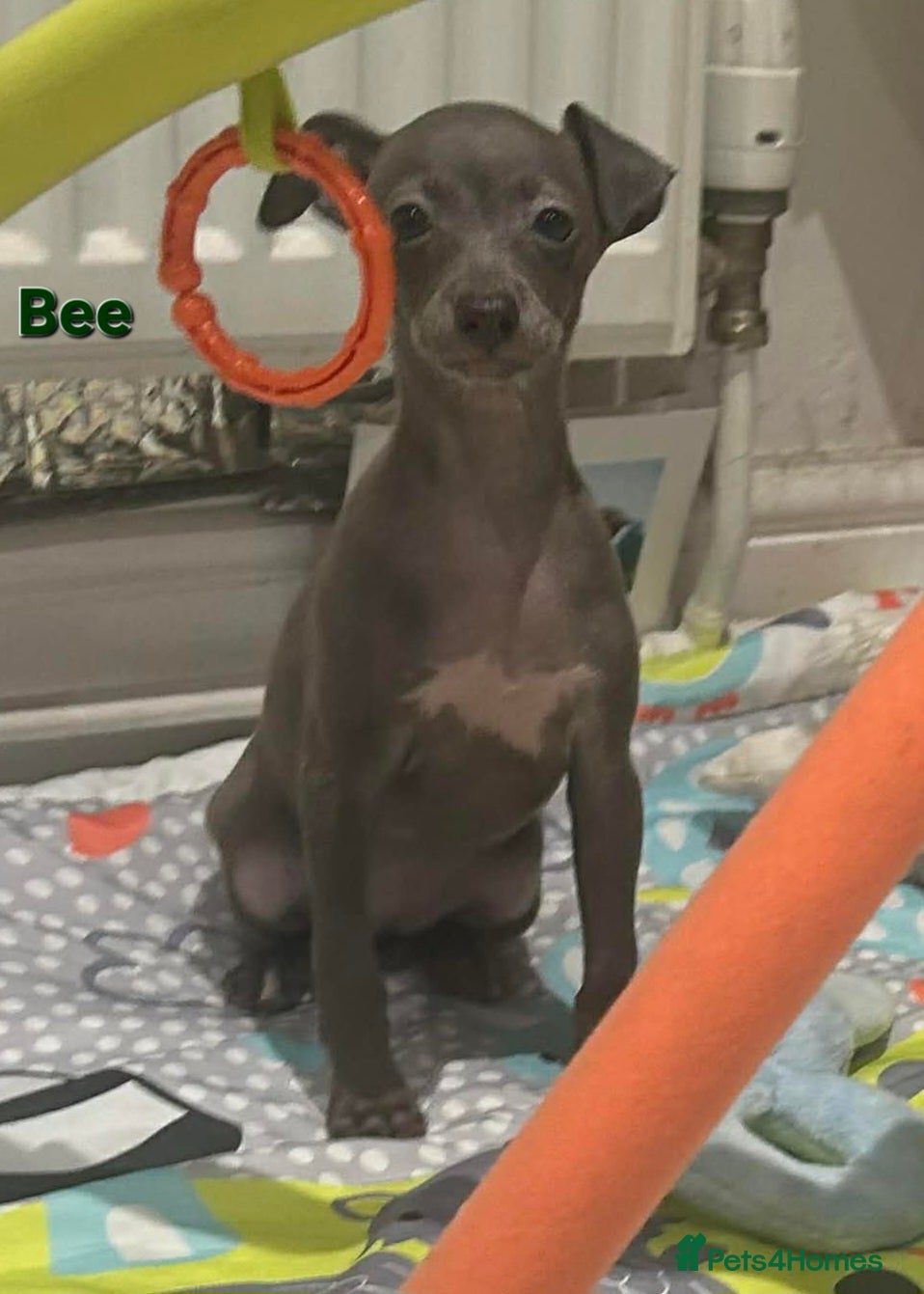 Italian Greyhound dogs KC reg quality Cream girl & blue boy & girl - Advert 6