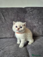 British Shorthair cats - Advert 8