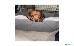 Dachshund dogs for sale: Dachshund puppies  - Image 8