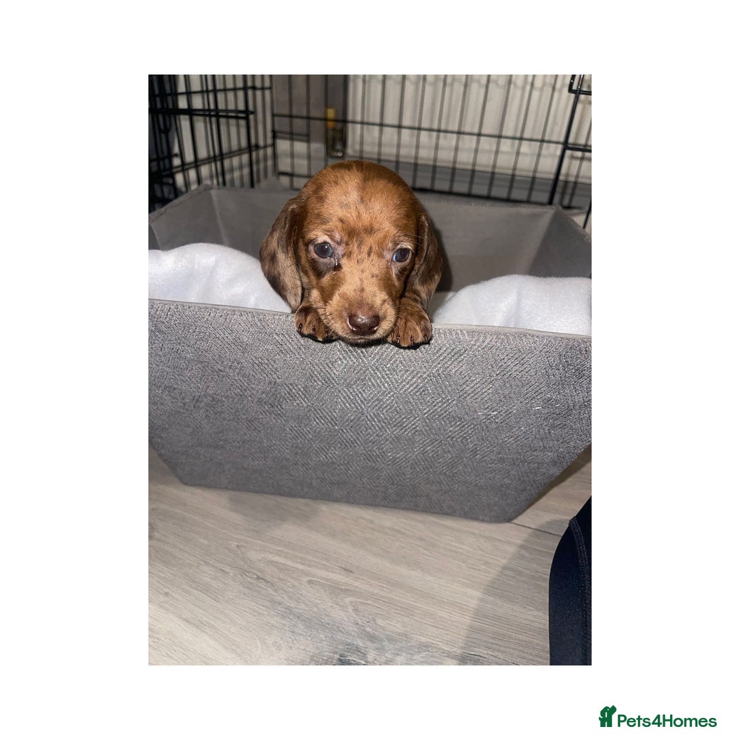 Dachshund dogs for sale: Dachshund puppies  - Image 8