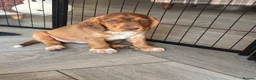 Cockerdor dogs for sale: Beautifully marked Cockerdor puppies - Advert 11