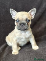 French Bulldog dogs Full fluffy frenchies - Advert 2