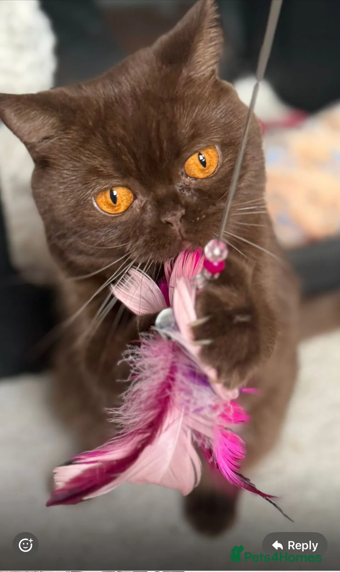 British Shorthair cats for sale: Chocolate British shorthair adult female - Advert 1