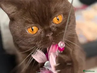 British Shorthair cats Chocolate British shorthair adult female - Advert 1