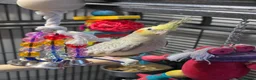 Cockatiels birds for sale: 2 hand reared cockatiels, cage and accessories  - Advert 4