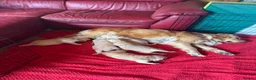 Golden Retriever dogs for sale: LARGE SIZE PURE GOLDEN RETRIEVER PUPPIES!!! - Advert 10