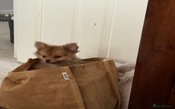 Pomeranian dogs for sale: 9 week old Miniature Pomeranian pup - Image 7