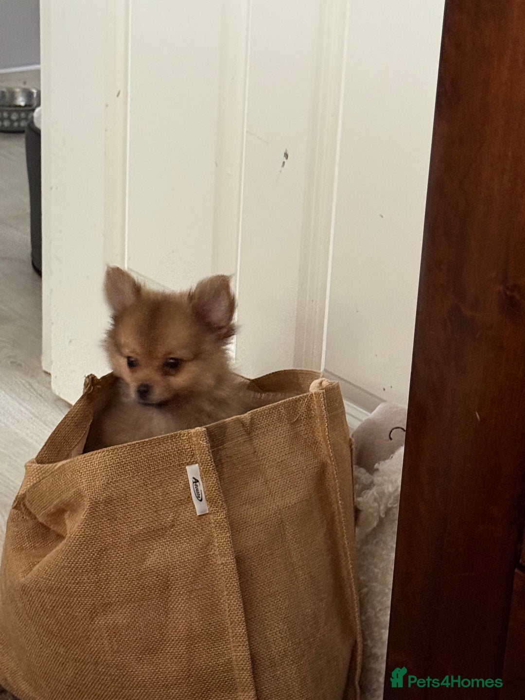 Pomeranian dogs for sale: 9 week old Miniature Pomeranian pup - Image 7