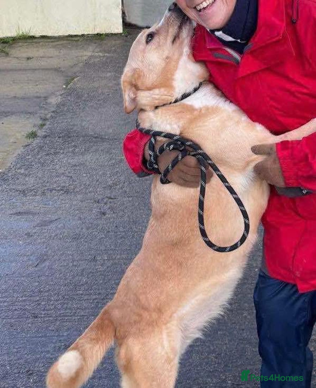 Mixed Breed dogs for adoption: Ava - over 1000 days in kennels 💔 - Advert 7