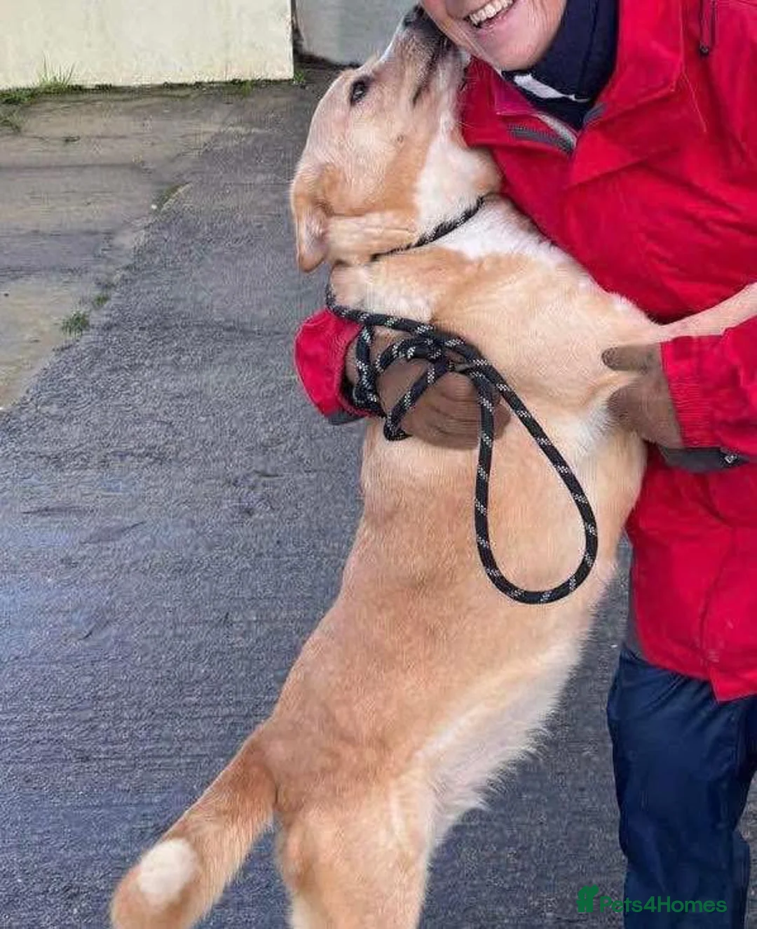 Mixed Breed dogs for adoption: Ava - over 1000 days in kennels 💔 - Advert 7