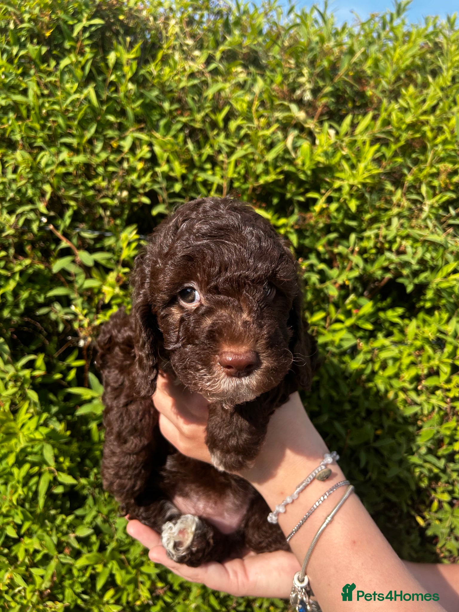 Sproodle Puppy 5