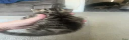 Bengal cats for sale: Beautiful kittens  in Swindon - Advert 17
