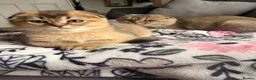 Scottish Fold cats for sale:  3 Beautiful Scottish Fold kittens left - Advert 7