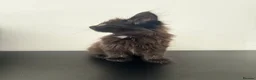 Mixed Breed cats for sale: 3 gorgeous kittens for sale  - Advert 10