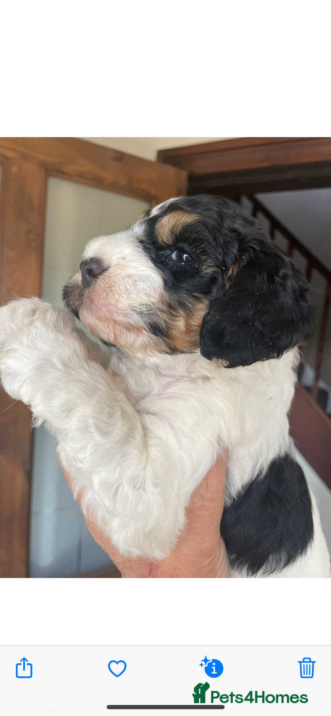 Cockapoo dogs for sale: Cockerpoo ready now blue roan tri - Image 2