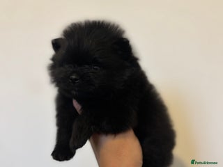 Pomeranian dogs - Advert 19