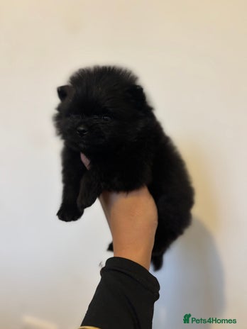 Pomeranian dogs - Advert 3