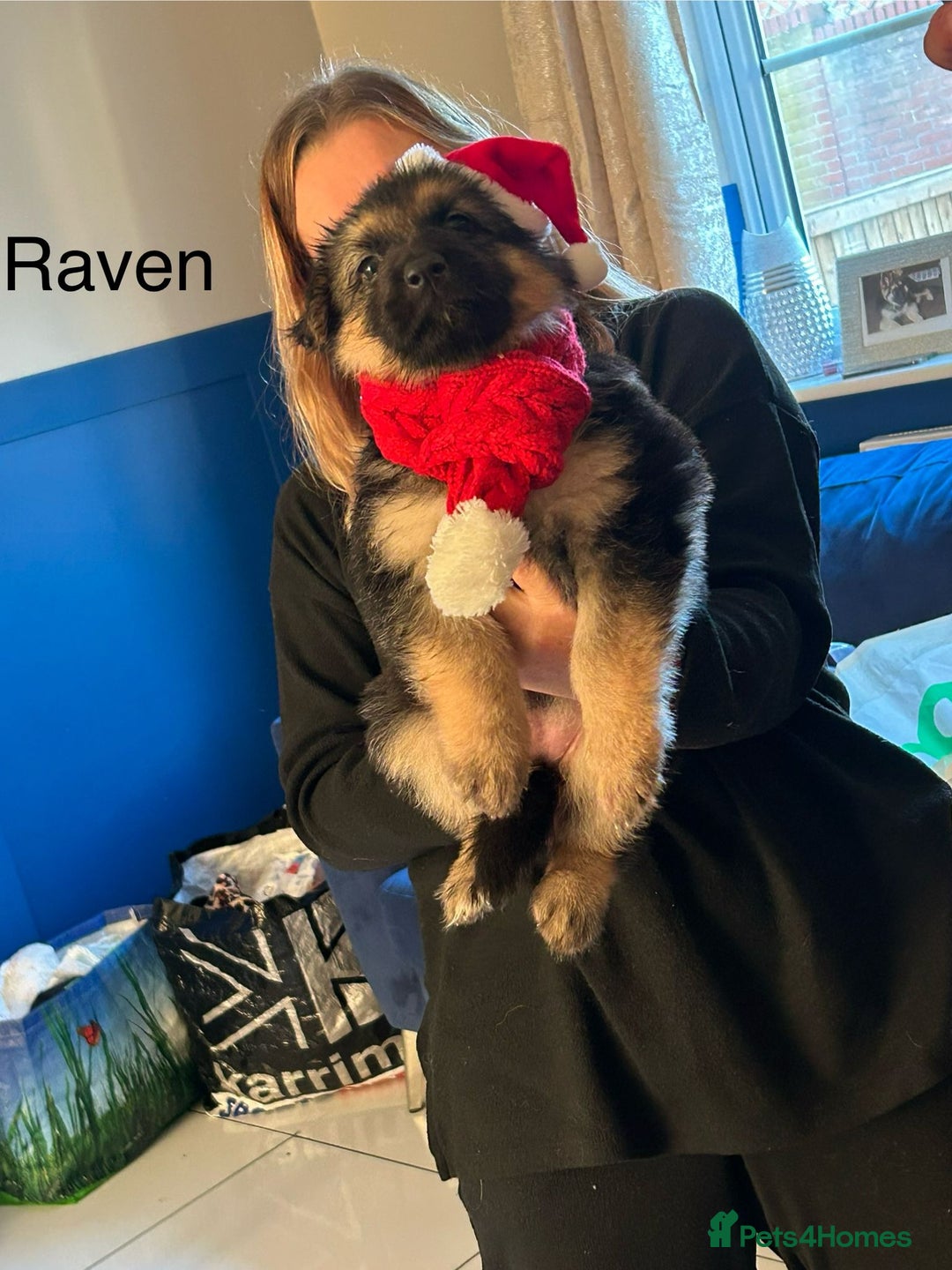 German Shepherd dogs for sale: 1 long hair female available  - Advert 3