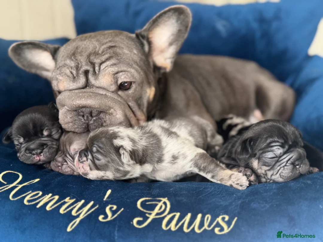 French Bulldog dogs for sale: 🤍𝐒𝐭𝐮𝐧𝐧𝐢𝐧𝐠 𝐅𝐥𝐮𝐟𝐟𝐲 𝐟𝐫𝐞𝐧𝐜𝐡𝐢𝐞𝐬 - Advert 17