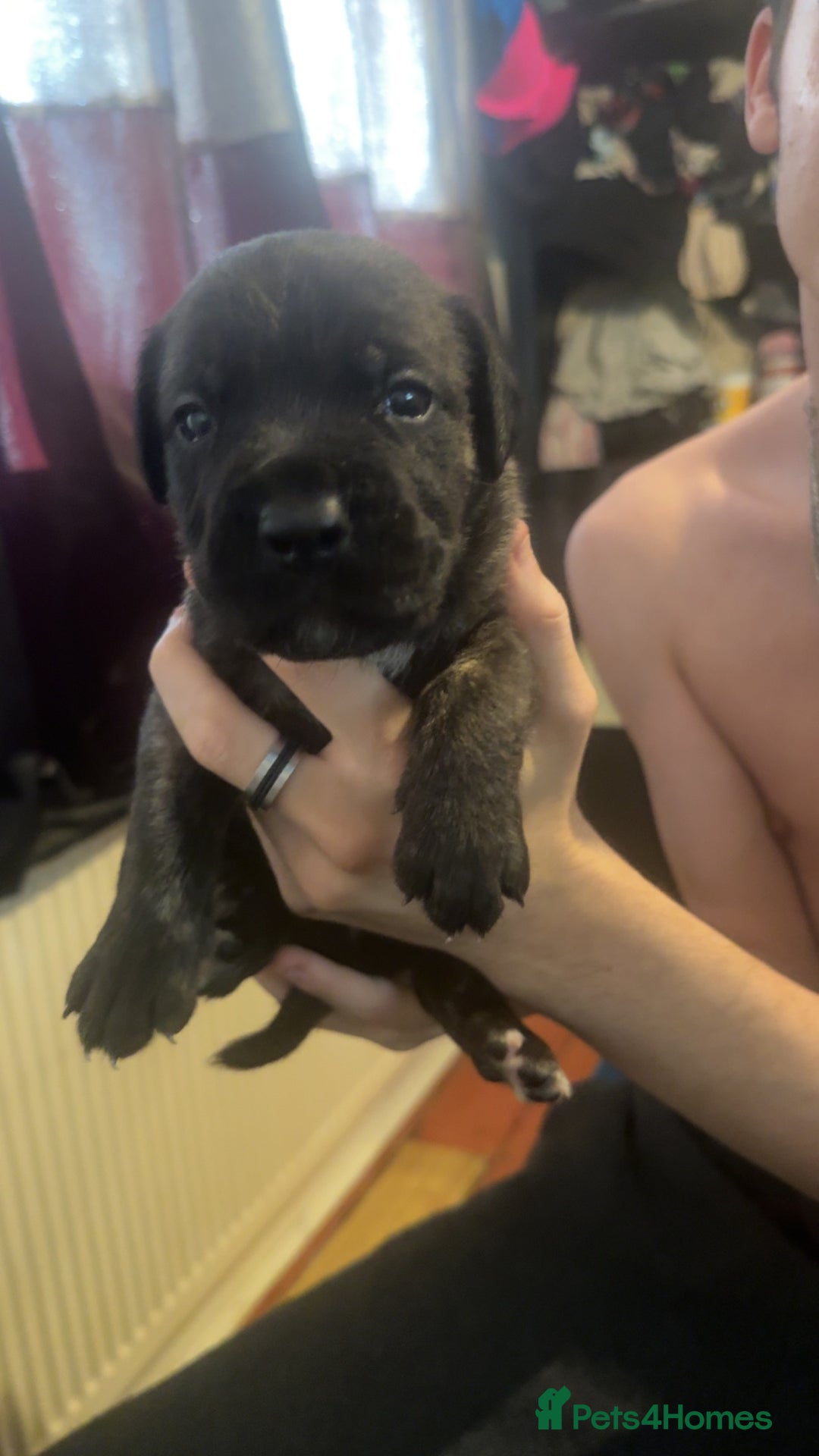 Cane Corso dogs for sale: Puppies - Image 8