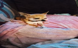Chihuahua dogs for stud: Chihuahua for Stud - Image 3