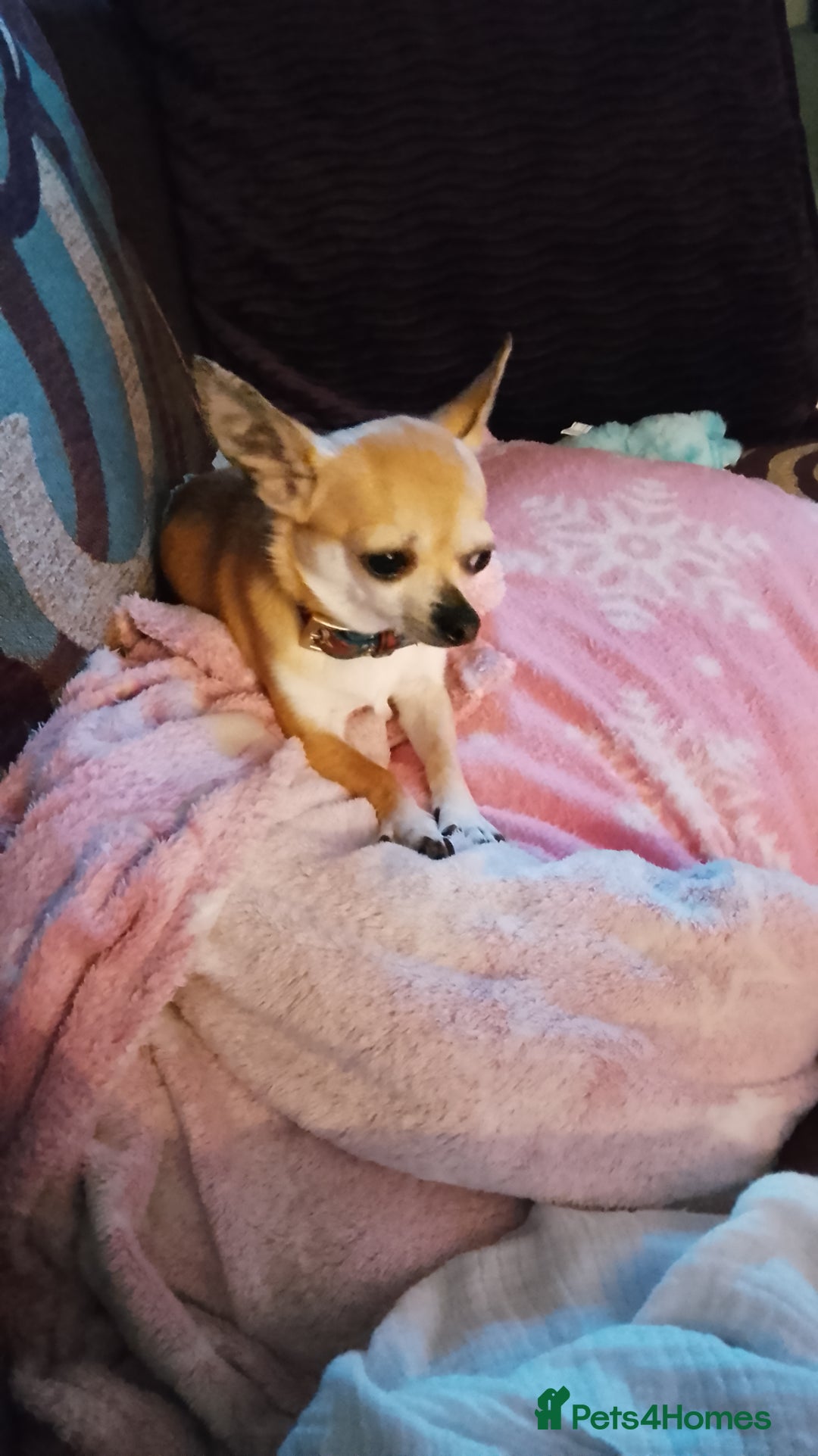 Chihuahua dogs for stud: Chihuahua for Stud - Image 3