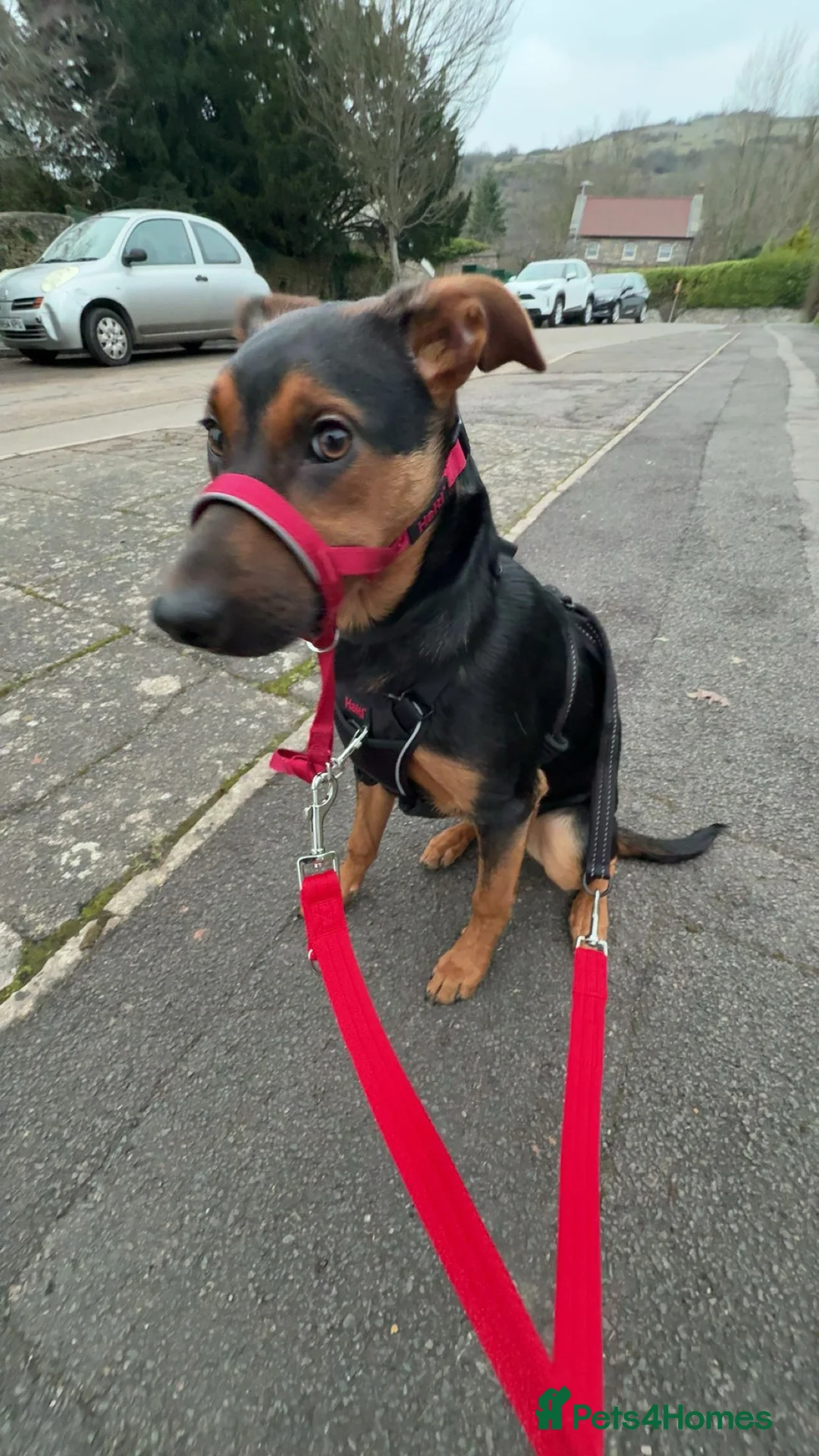Mixed Breed dogs for sale: Huntaway x Kelpie - Advert 6