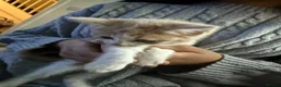 Mixed Breed cats for sale: Beautiful kittens mixed with ragdoll - Advert 24