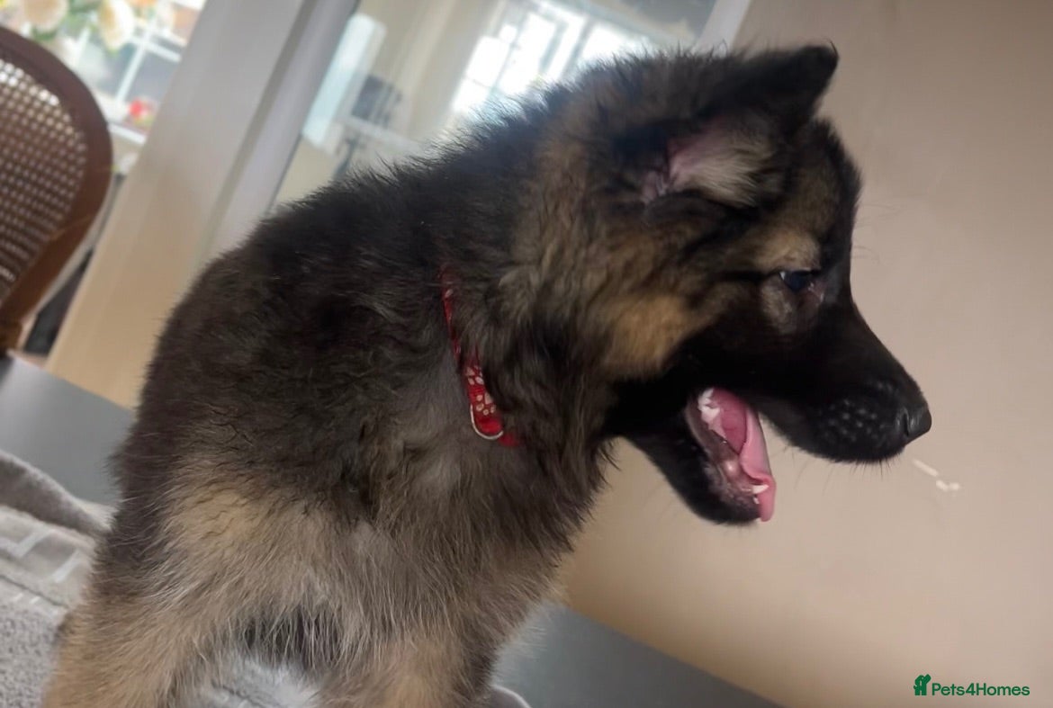 Mixed Breed dogs Reduced 🥰German Shepherd pups  - Advert 2