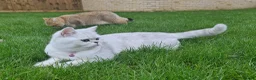 Scottish Fold cats for sale: Last Boy available  - Advert 4