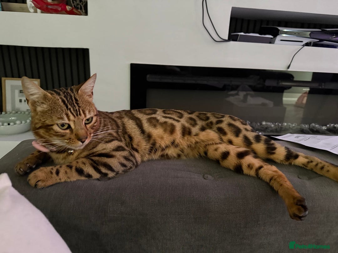 Bengal cats for sale: Beautiful bengal for sale - Advert 3