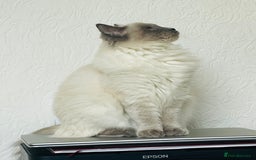 Ragdoll cats for sale: Beautiful Ragdoll triplets 3 kittens - Image 4