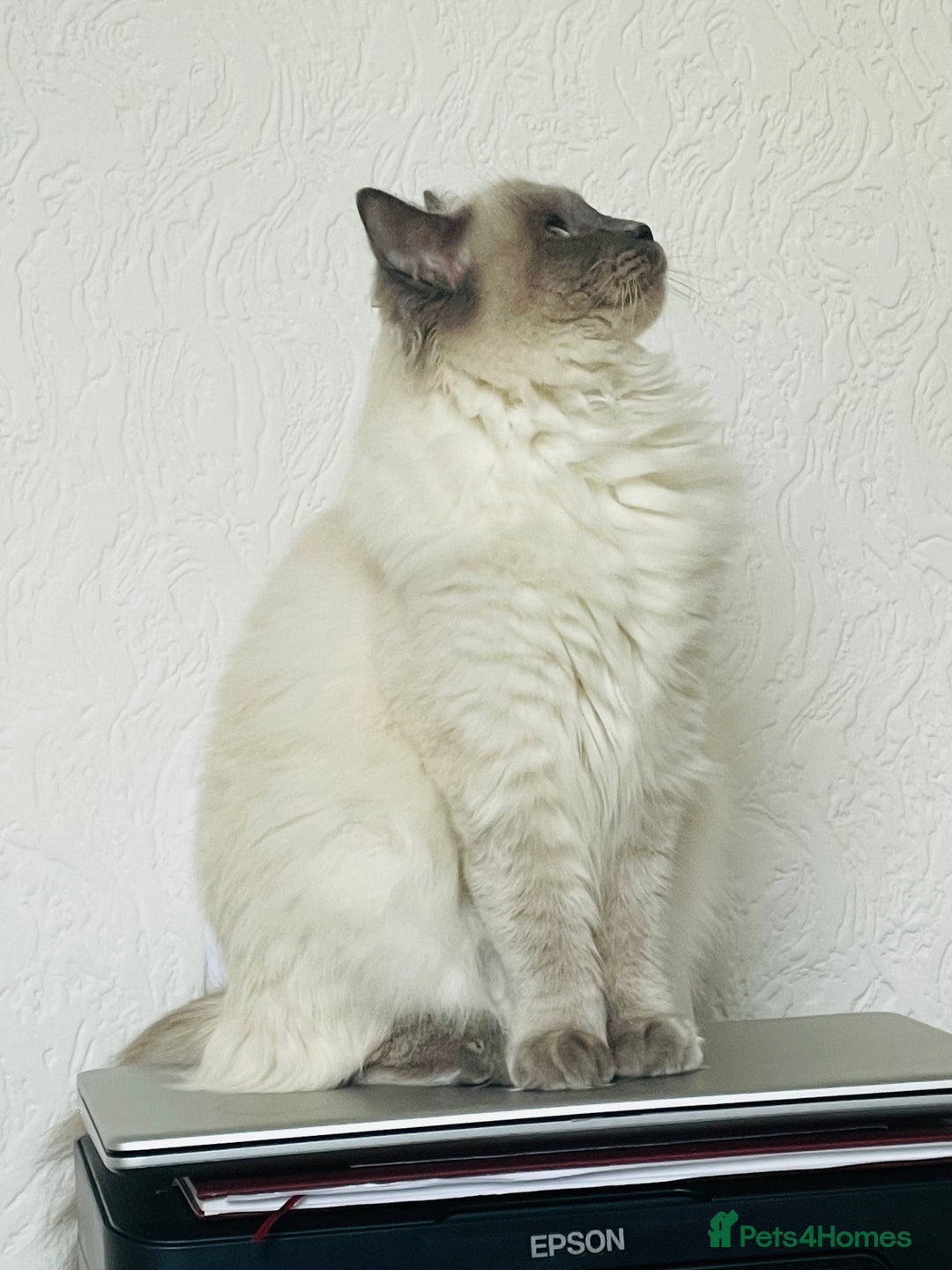 Ragdoll cats for sale: Beautiful Ragdoll triplets 3 kittens - Image 4